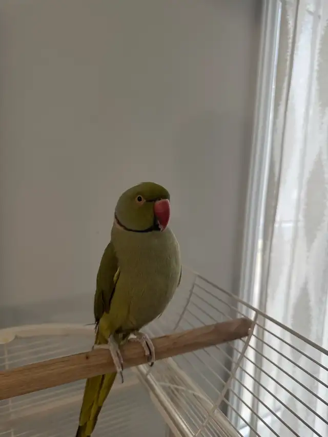 Indian Ringneck - Photo 2