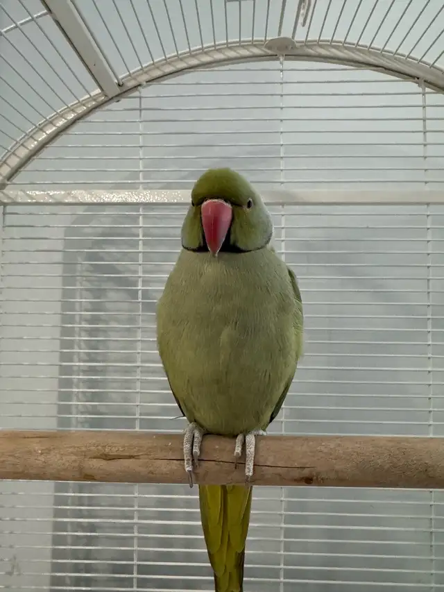 Indian Ringneck - Photo 3