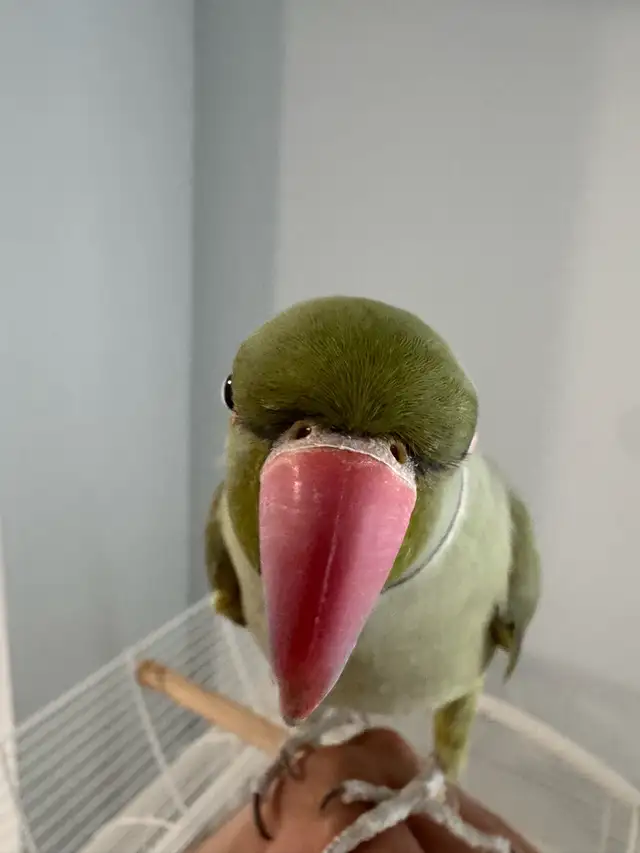 Indian Ringneck - Photo 4