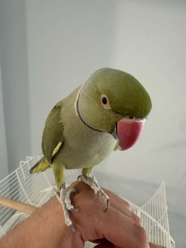 Indian Ringneck - Photo 5