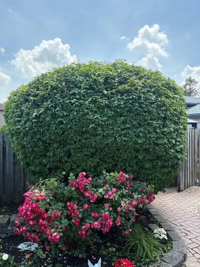 Landscaping - Photo 2