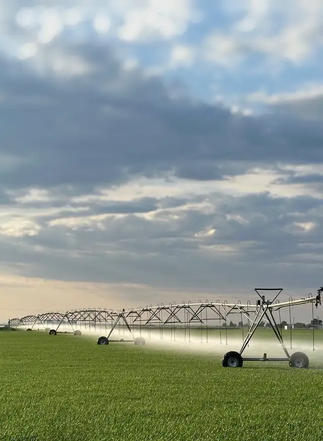 AC Morgan Oat seed - Photo 4