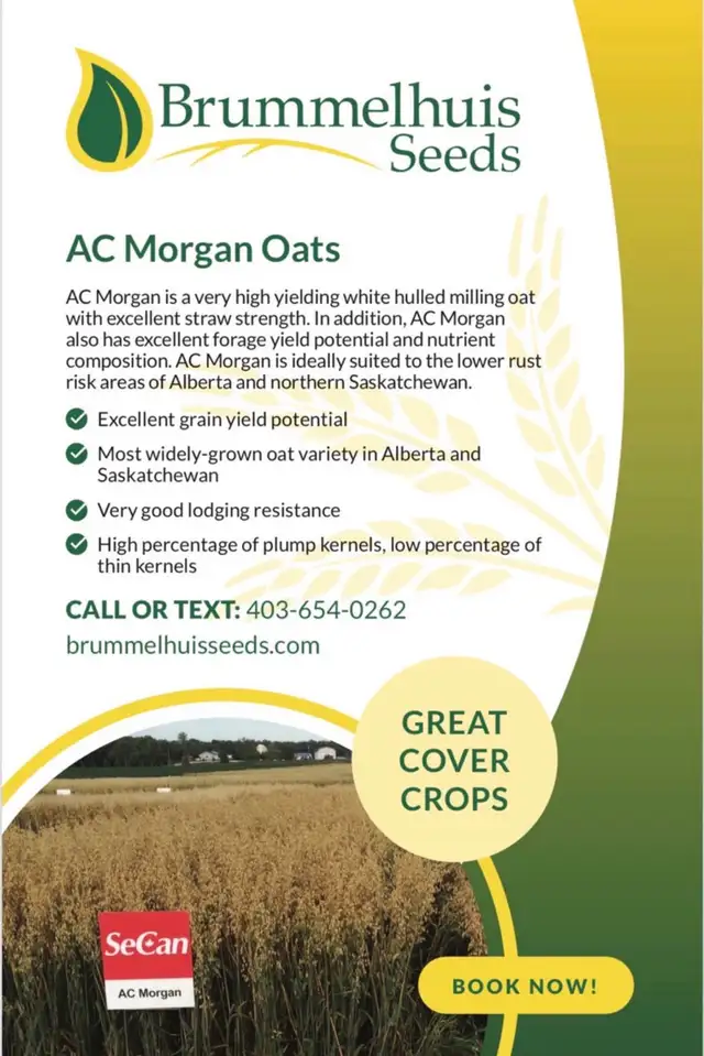 AC Morgan oat seed