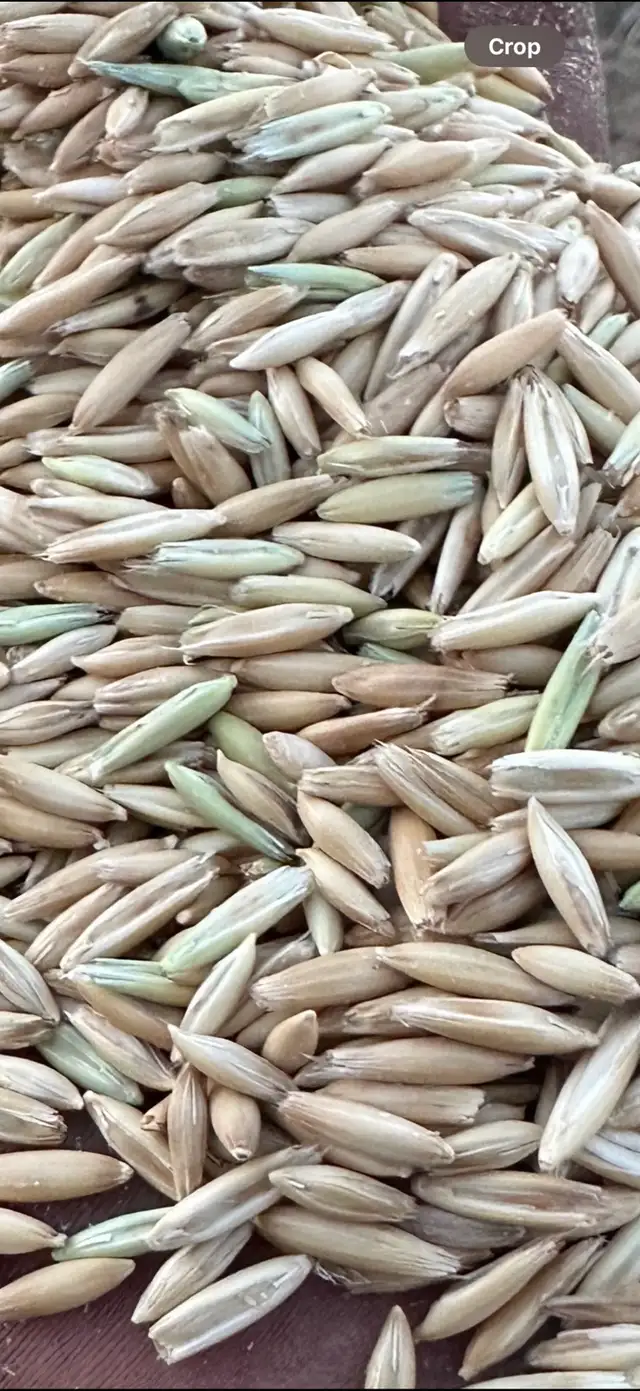 AC Morgan oat seed - Photo 5