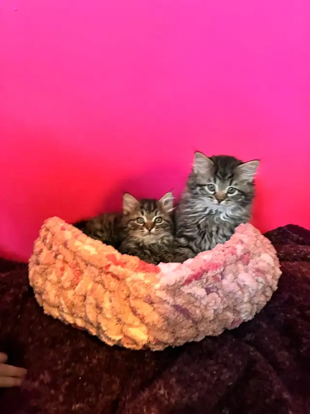 sibérien enregistré mâle femelle - Photo 2