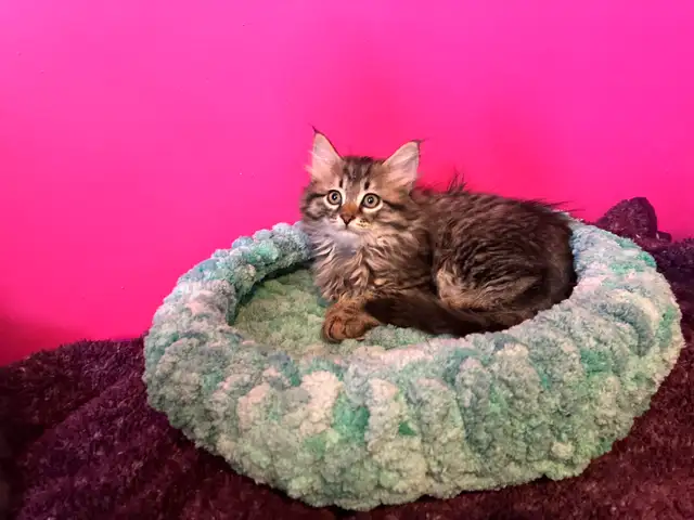 sibérien enregistré mâle femelle - Photo 3