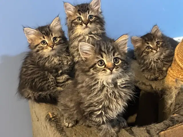 sibérien enregistré mâle femelle - Photo 5