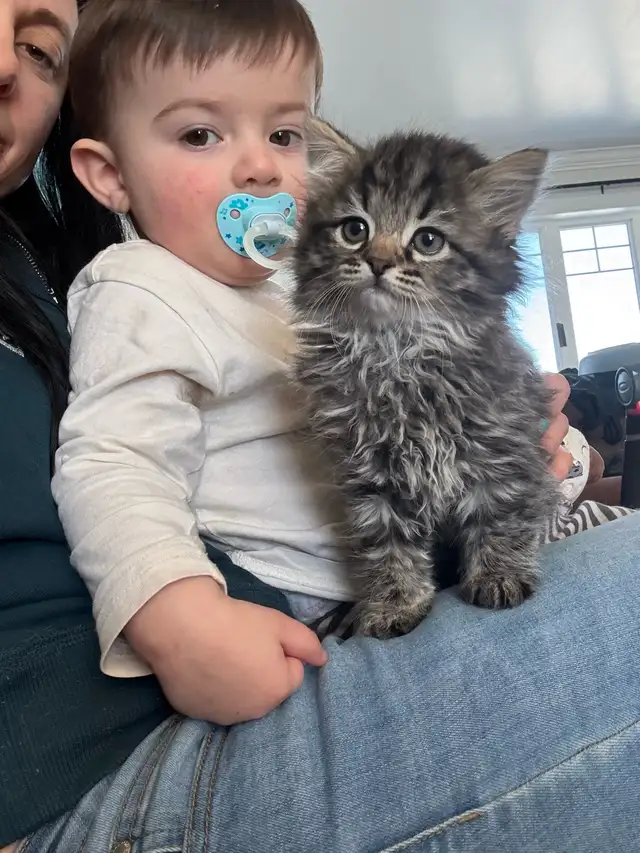 sibérien enregistré mâle femelle - Photo 6
