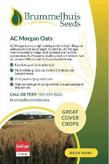 AC Morgan Oat Seed