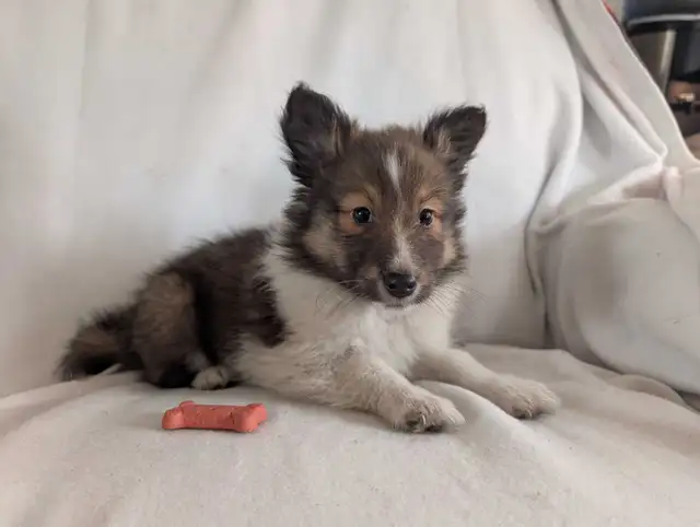 chiot berger shetland femelles