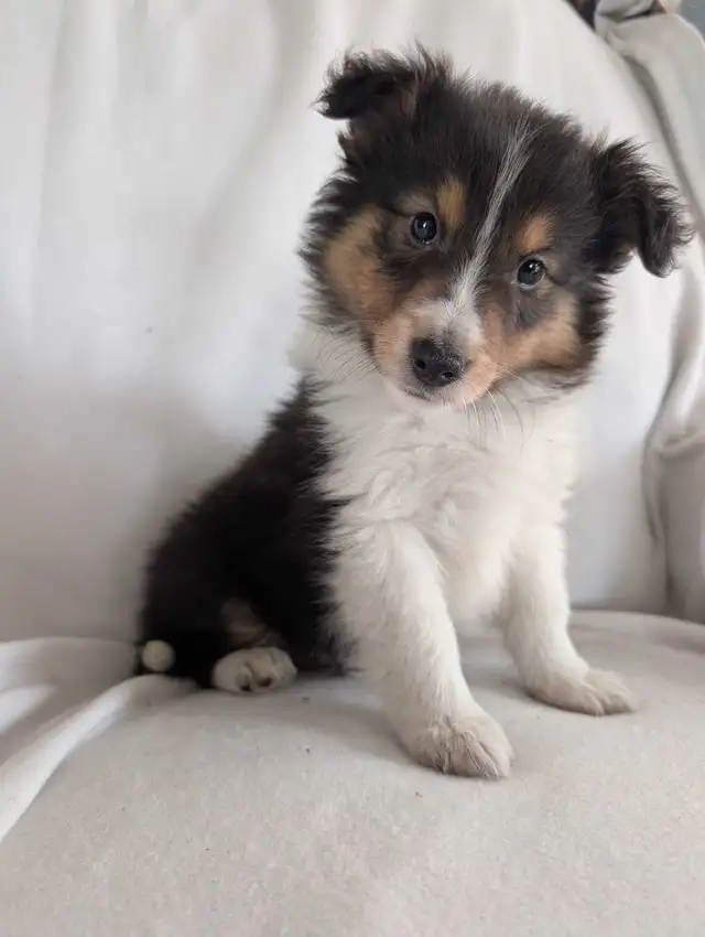 chiot berger shetland femelles - Photo 2