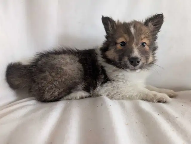 chiot berger shetland femelles - Photo 3