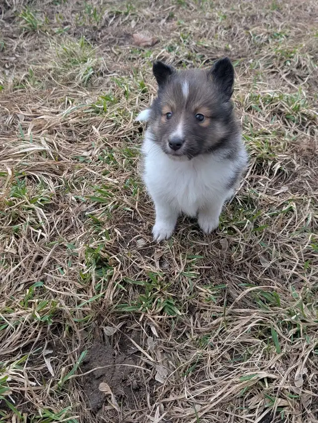 chiot berger shetland femelles - Photo 4
