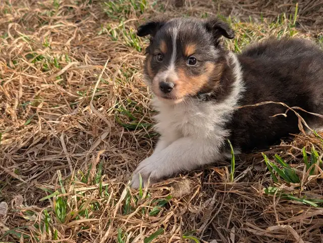 chiot berger shetland femelles - Photo 5