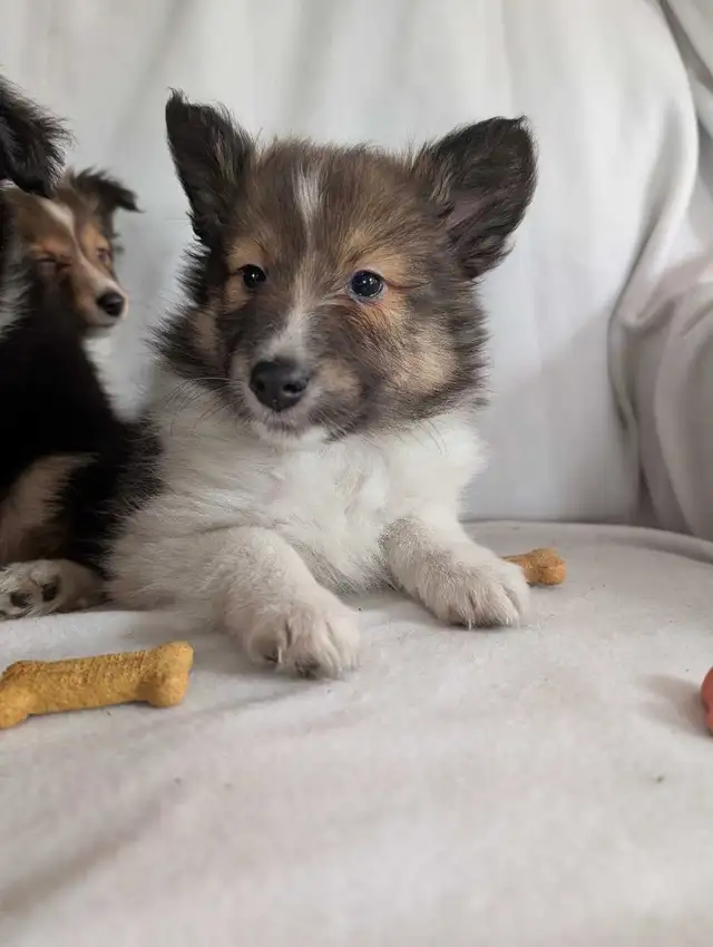 chiot berger shetland femelles - Photo 6