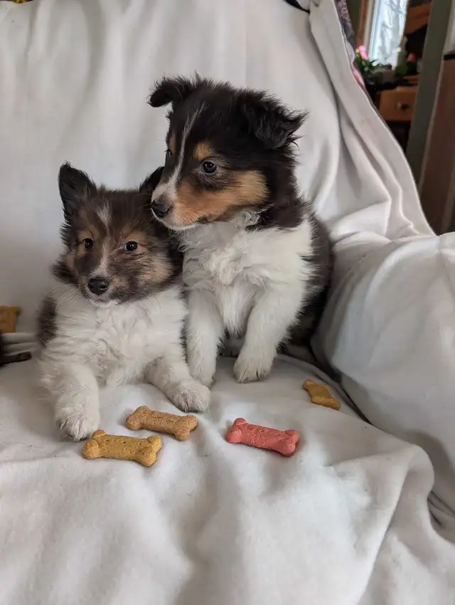 chiot berger shetland femelles - Photo 7