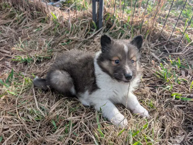 chiot berger shetland femelles - Photo 8
