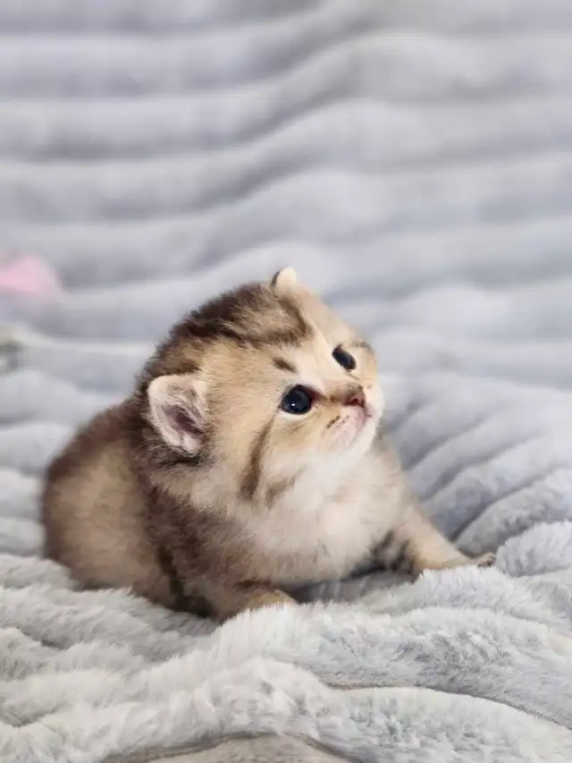 PURE BREED BRITISH SHORTHAIR KITTENS