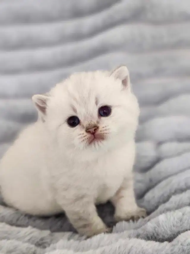 PURE BREED BRITISH SHORTHAIR KITTENS - Photo 2