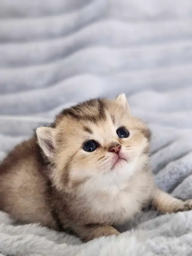 PURE BREED BRITISH SHORTHAIR KITTENS - Photo 3