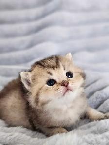 PURE BREED BRITISH SHORTHAIR KITTENS - Photo 3