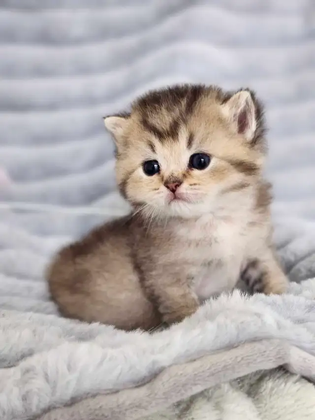 PURE BREED BRITISH SHORTHAIR KITTENS - Photo 4