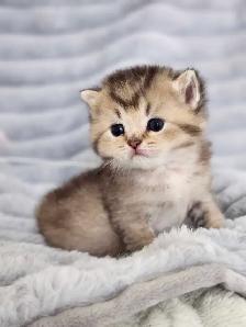PURE BREED BRITISH SHORTHAIR KITTENS - Photo 4
