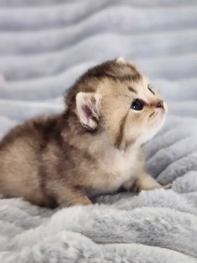 PURE BREED BRITISH SHORTHAIR KITTENS - Photo 5