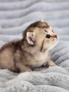 PURE BREED BRITISH SHORTHAIR KITTENS - Photo 5