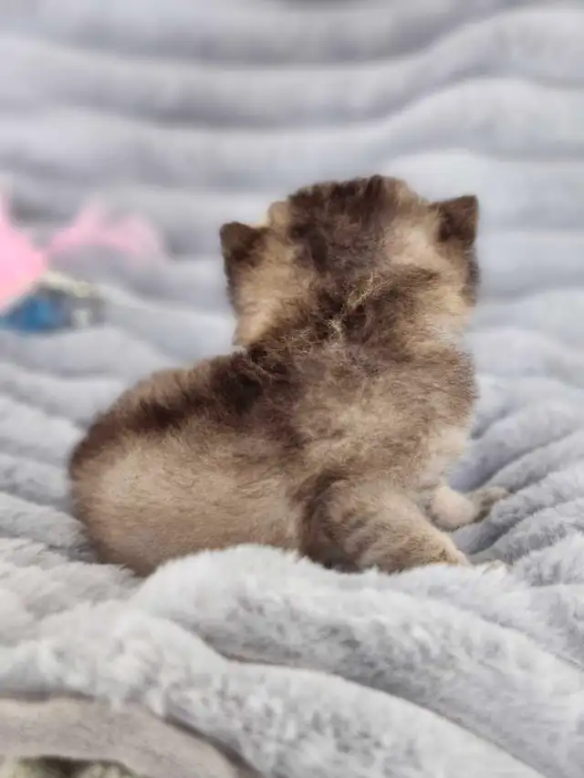 PURE BREED BRITISH SHORTHAIR KITTENS - Photo 6