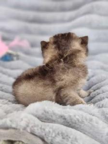 PURE BREED BRITISH SHORTHAIR KITTENS - Photo 6