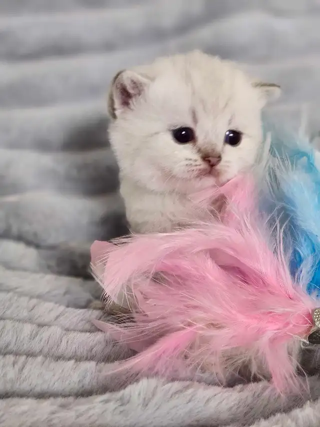 PURE BREED BRITISH SHORTHAIR KITTENS - Photo 7