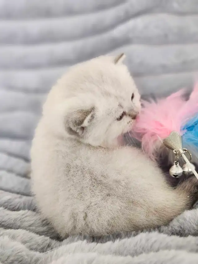 PURE BREED BRITISH SHORTHAIR KITTENS - Photo 8