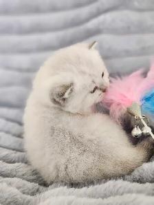 PURE BREED BRITISH SHORTHAIR KITTENS - Photo 8
