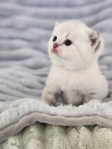 PURE BREED BRITISH SHORTHAIR KITTENS - Photo 9