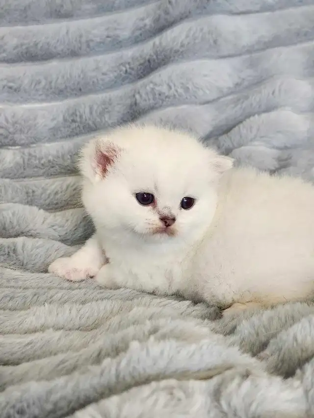 PURE BREED BRITISH SHORTHAIR KITTENS - Photo 10