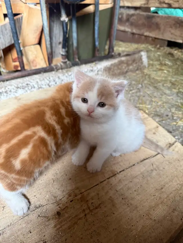 Barn Kittens