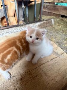 Barn Kittens