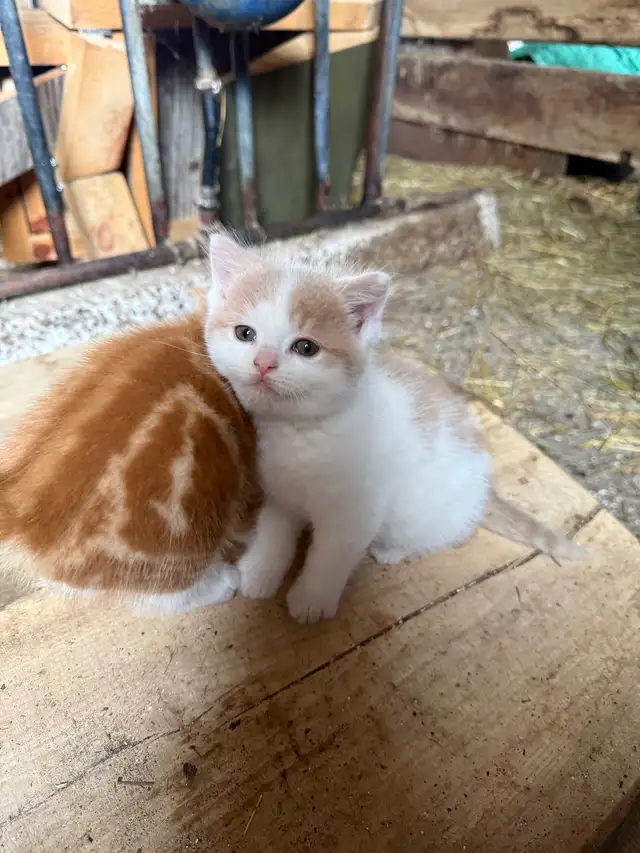 Barn Kittens - Photo 2