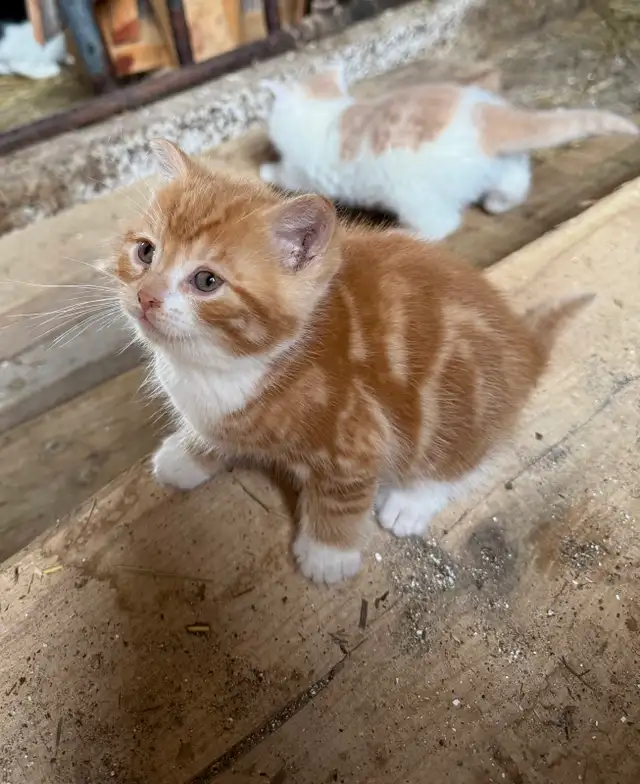 Barn Kittens - Photo 3