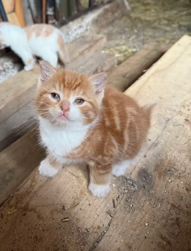 Barn Kittens - Photo 4