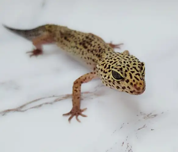 gecko leopard regulier