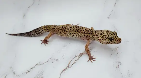 gecko leopard regulier - Photo 3