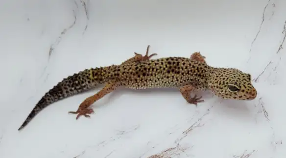 gecko leopard regulier - Photo 5