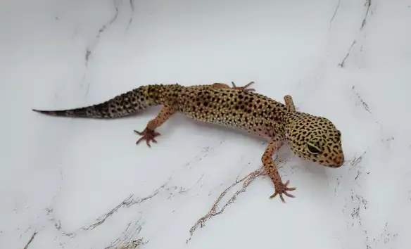 gecko leopard regulier - Photo 7