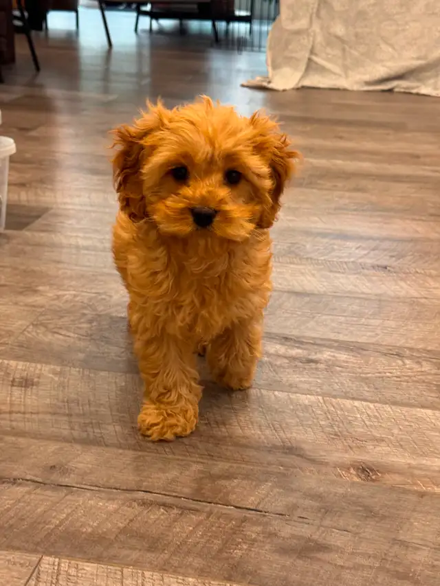 Adorable Cockapoo Puppy for Rehoming