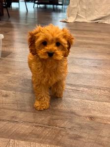Adorable Cockapoo Puppy for Rehoming