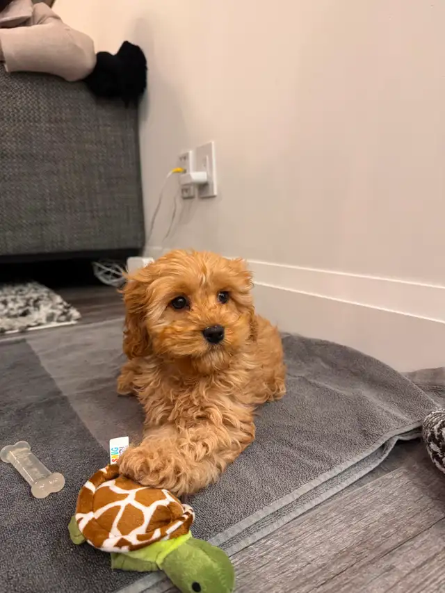 Adorable Cockapoo Puppy for Rehoming - Photo 2
