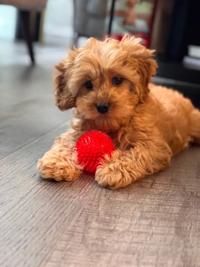 Adorable Cockapoo Puppy for Rehoming - Photo 3