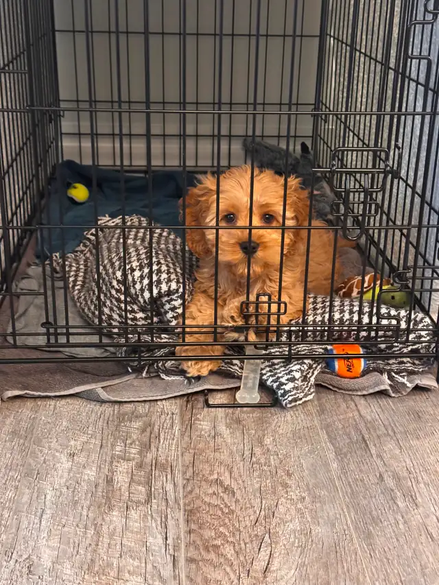 Adorable Cockapoo Puppy for Rehoming - Photo 4